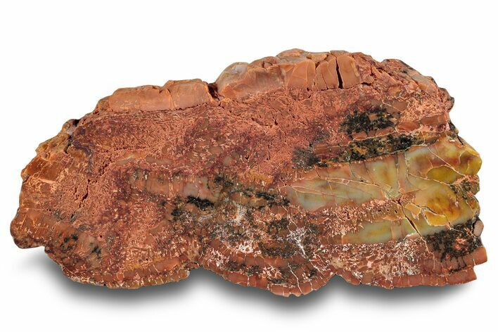 Polished, Petrified Wood (Araucarioxylon) - Arizona #244075